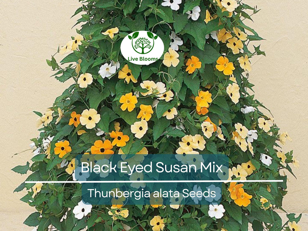 50 Seeds Black Eyed Susan Vine Mixed Colors – Non-GMO, Tender Perennial, Attracts Pollinators, Vibrant Flowers for Gardens & Trellises