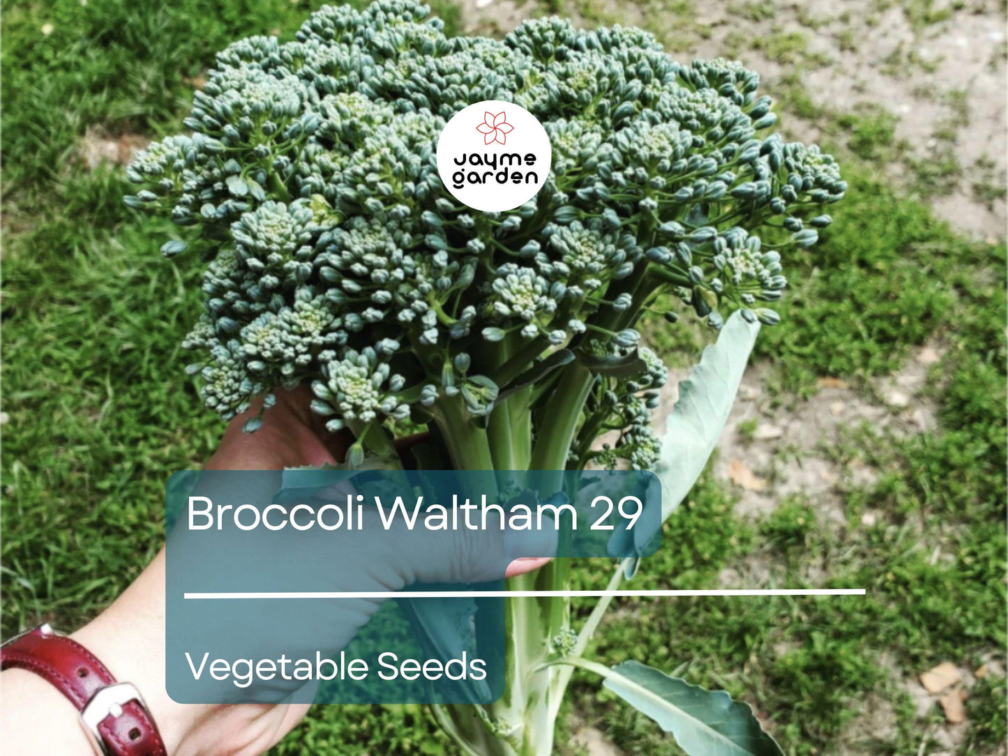 Broccoli Waltham 29 Seeds (1 Gram) - Heirloom Non-GMO Variety - High-Yield, Sweet Broccoli for Fresh Eating, Steaming, & Gardening