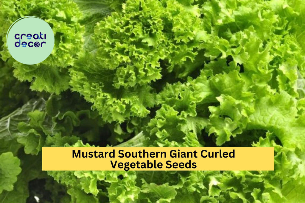 3pcs of 1g Southern Giant Curled Mustard Seeds – Heirloom Leafy Greens for Garden Beds, Raised Planters & Quick Harvest Seeds for Planting
