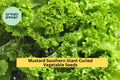 3pcs of 1g Southern Giant Curled Mustard Seeds – Heirloom Leafy Greens for Garden Beds, Raised Planters & Quick Harvest Seeds for Planting