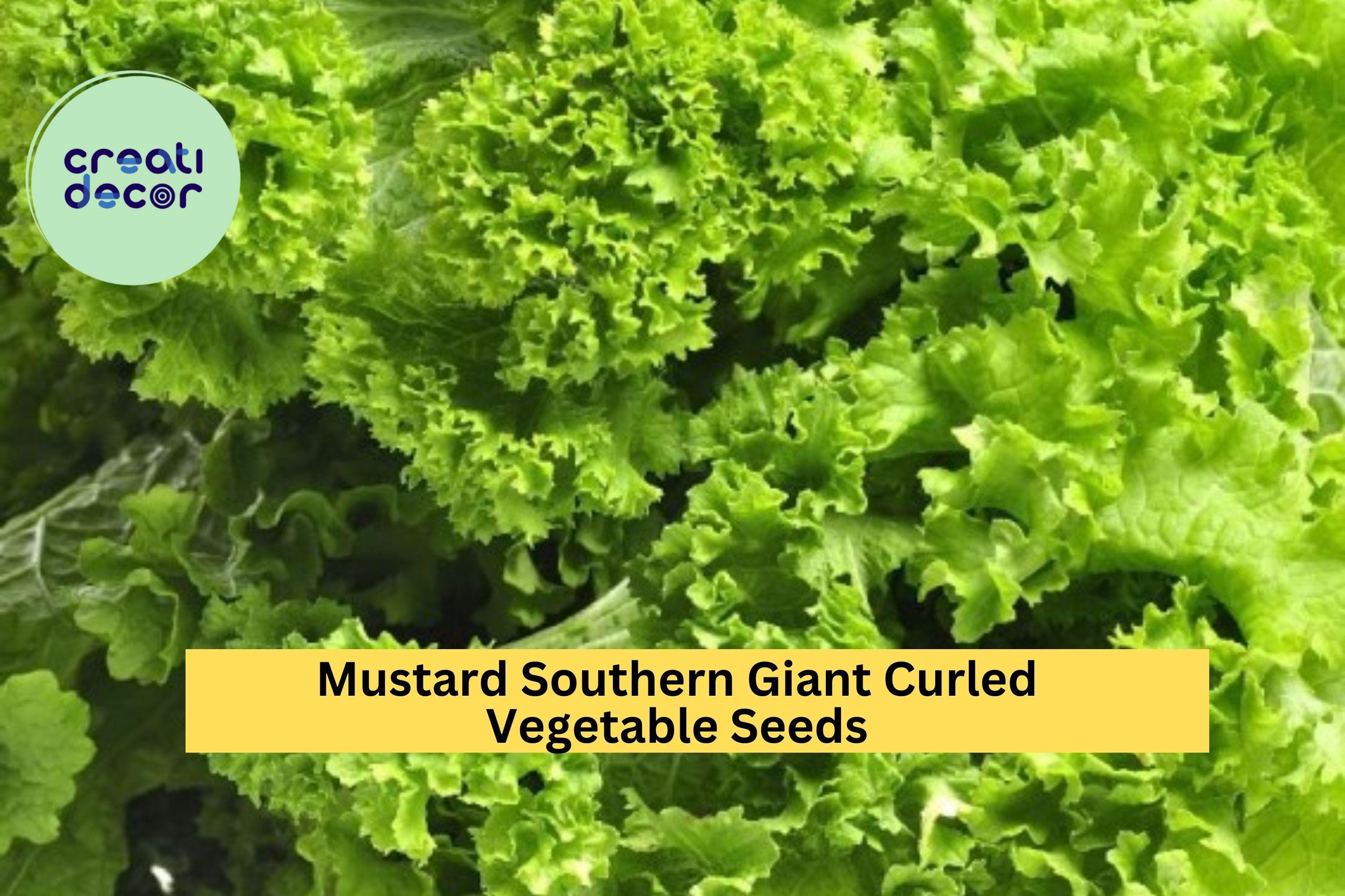 3pcs of 1g Southern Giant Curled Mustard Seeds – Heirloom Leafy Greens for Garden Beds, Raised Planters & Quick Harvest Seeds for Planting