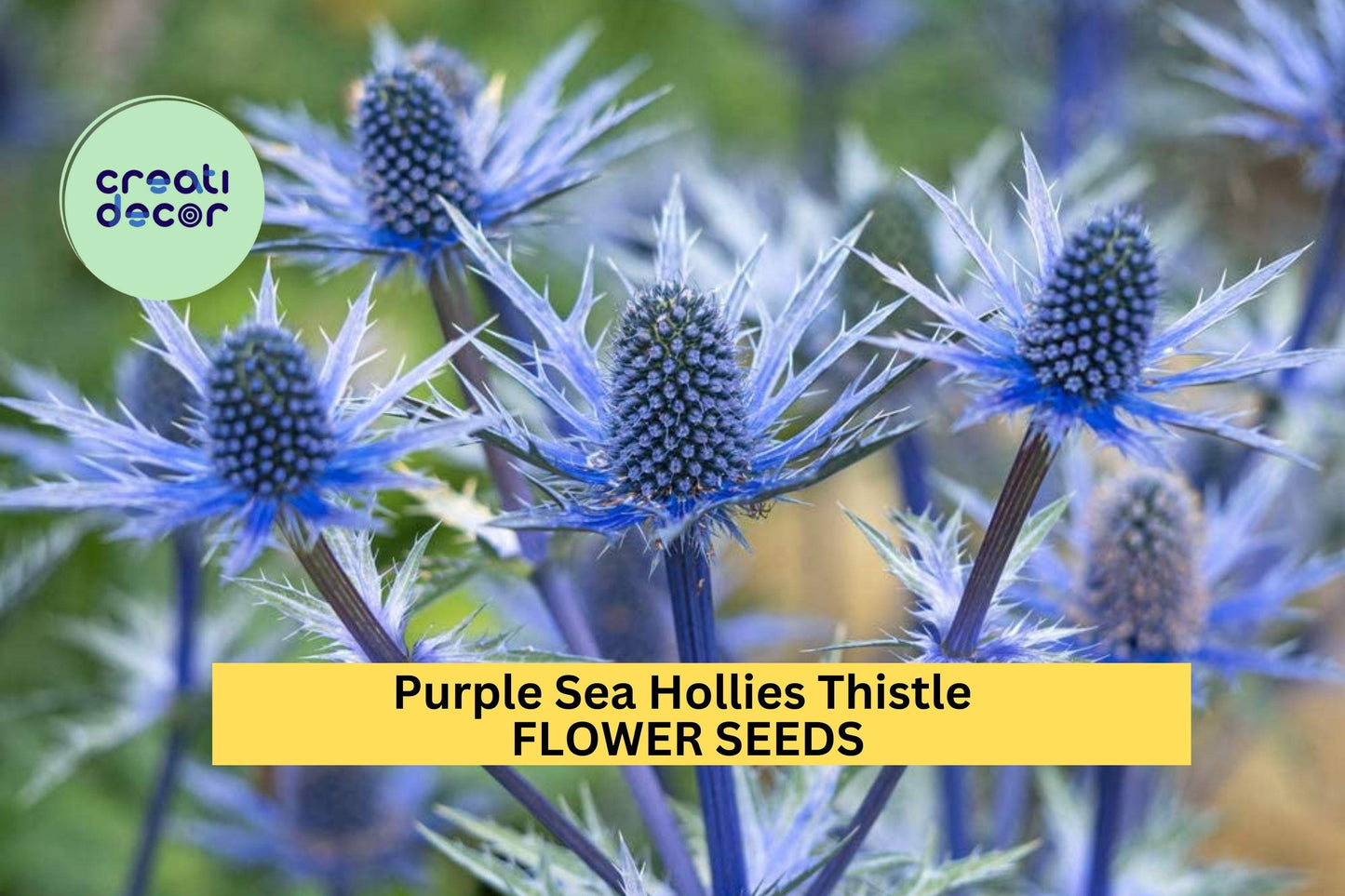 200+ Purple Sea Hollies Seeds – Spiky Violet-Blue Blooms for Garden Planting, Drought-Tolerant Perennials for Pollinator Beds – USA