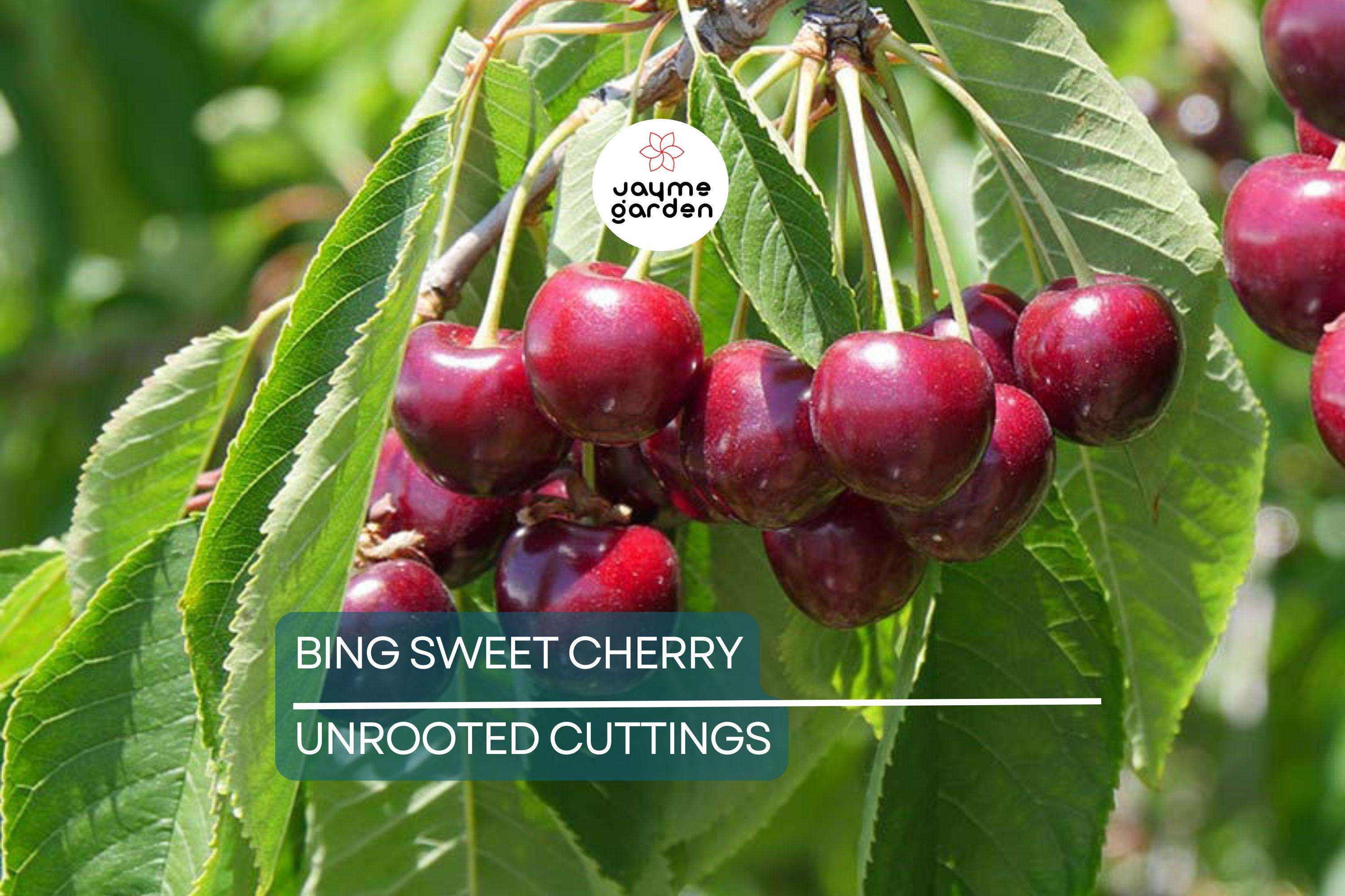 6 Bing Sweet Cherry (Prunus avium) Hardwood Scion Wood Cuttings – Organic, No Roots, Ideal for Grafting, Zones 5-8