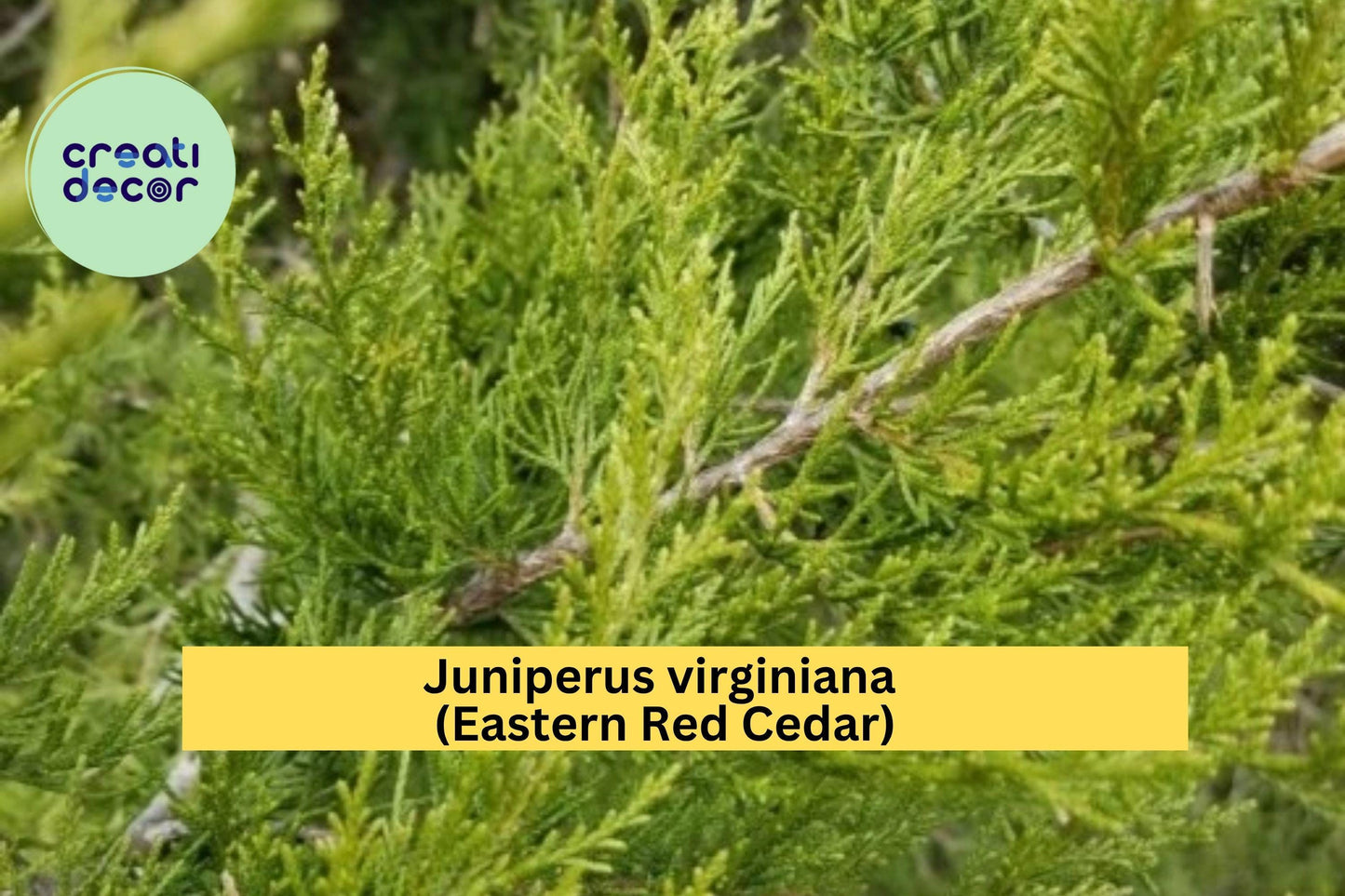 Eastern Red Cedar Tree – Juniperus virginiana – 5” Live Rescue Seedling with Ball Root, Hardy Evergreen for Landscape or Hedge