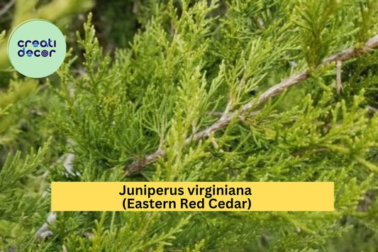 Eastern Red Cedar Tree – Juniperus virginiana – 5” Live Rescue Seedling with Ball Root, Hardy Evergreen for Landscape or Hedge