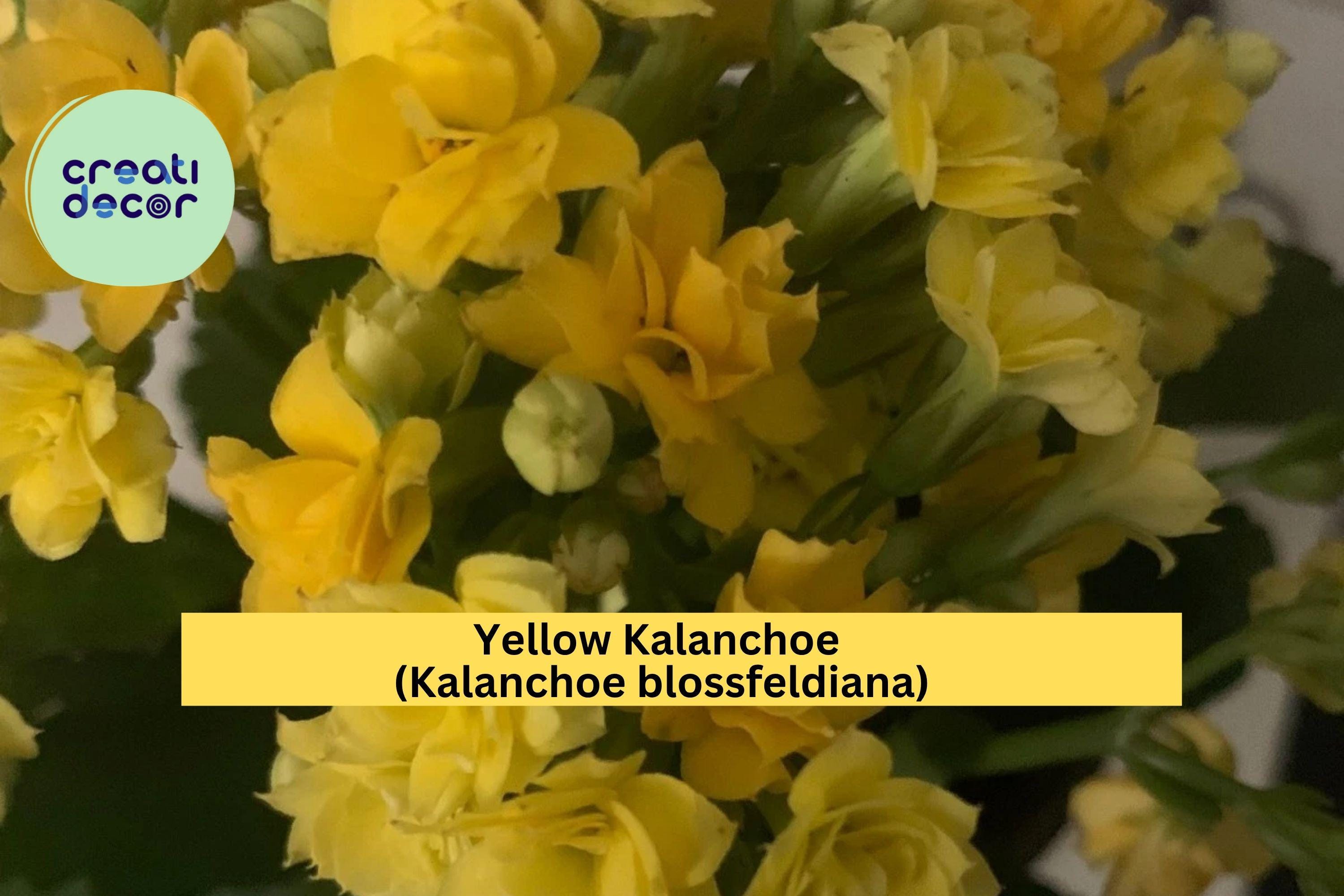 Yellow Kalanchoe Plant – Live Rooted Succulent in Pot, Kalanchoe blossfeldiana, Bright Yellow Blooms for Balcony, Yard, or Indoor Decor