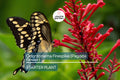 Odontonema Firespike (Pagoda Flower) | Odontonema strictum Live Plant | Vibrant Red Blooms | Butterfly & Hummingbird Magnet