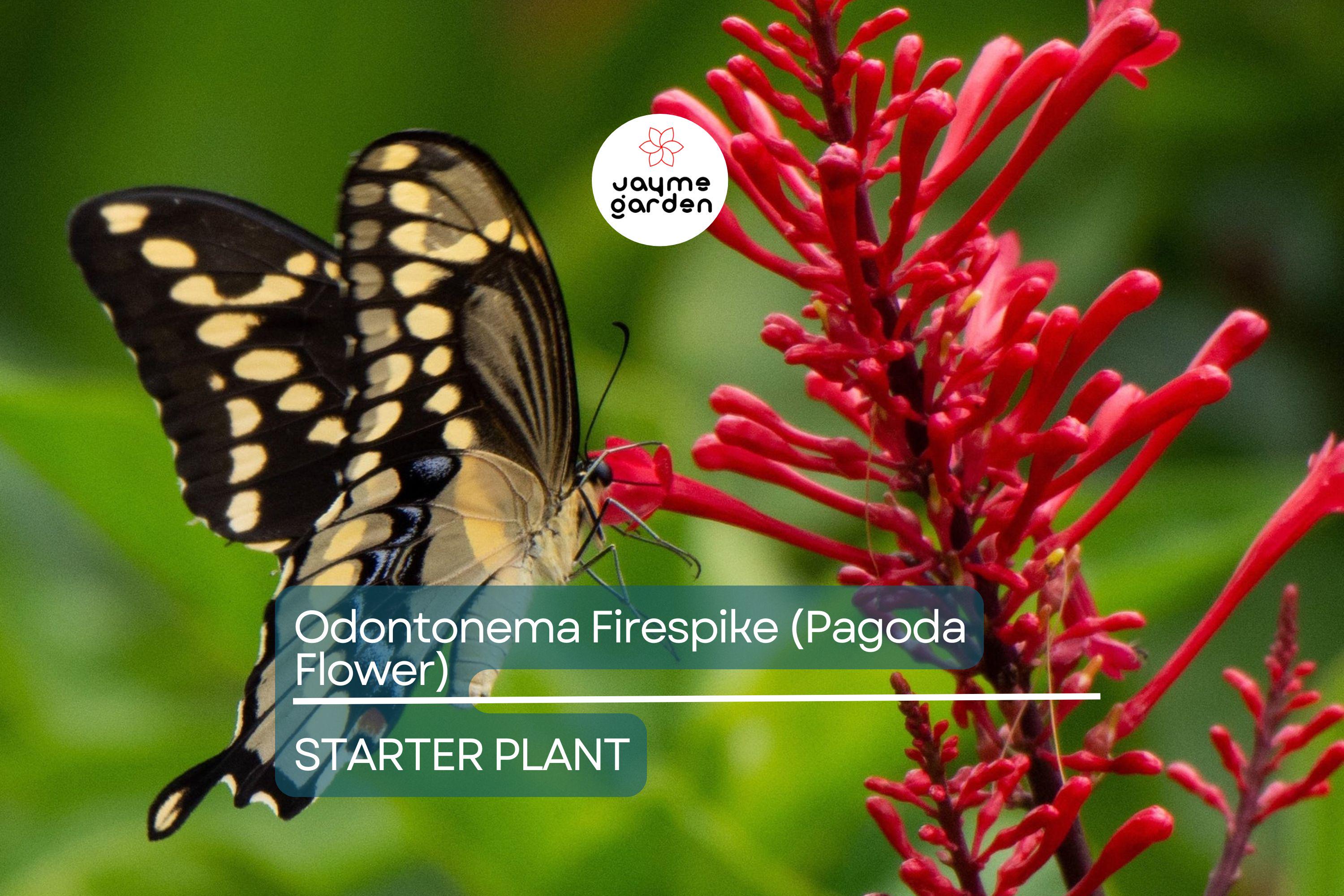 Odontonema Firespike (Pagoda Flower) | Odontonema strictum Live Plant | Vibrant Red Blooms | Butterfly & Hummingbird Magnet
