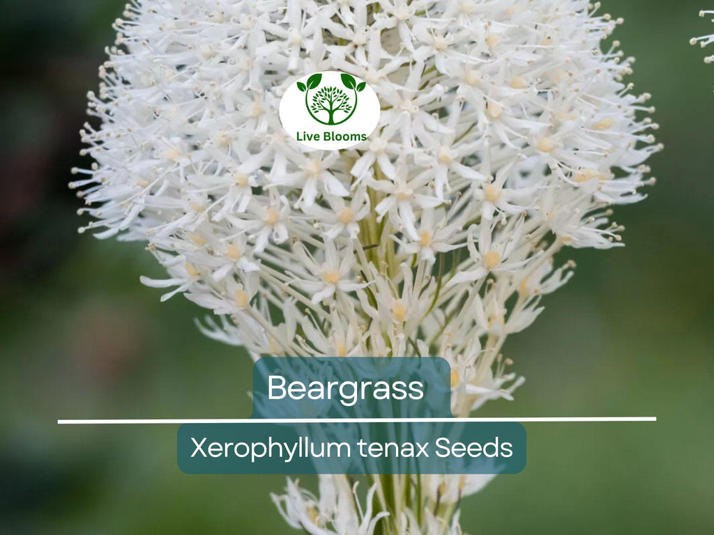 100 Beargrass Seeds WHITE TORCH LILY (Xerophyllum tenax) | Tall Flowering Perennial, Native Plant, Drought-Tolerant, Xerophyte