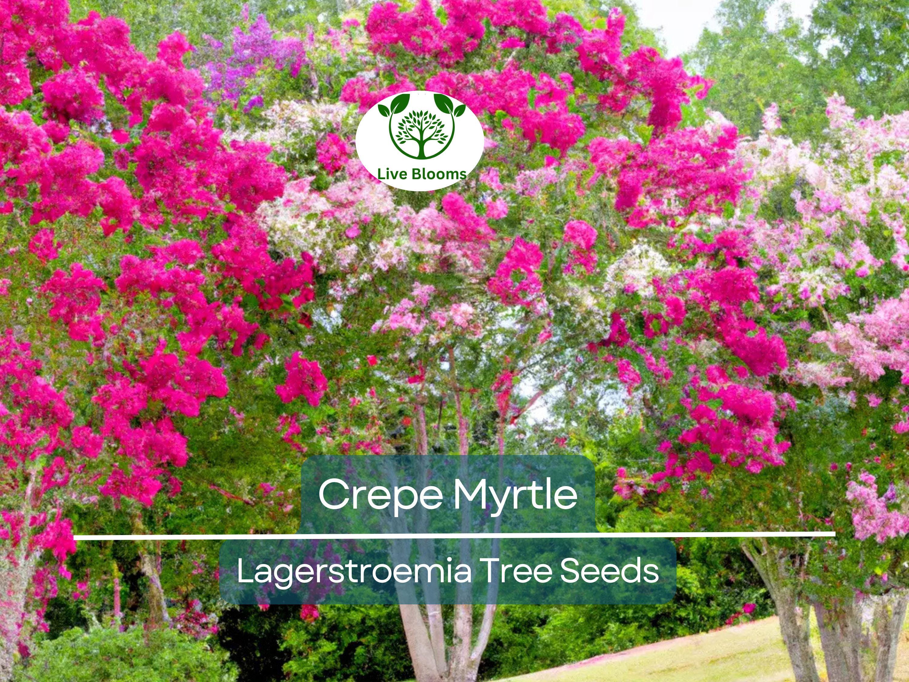 100 Crepe Myrtle Flower Tree Seeds - 6 Bright Colors (Lagerstroemia), Hardy Ornamental Tree, Beautiful Summer Blooms, Colorful Landscape