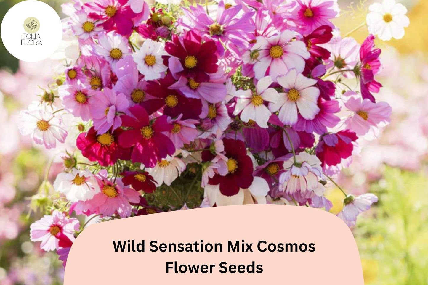 200+ Wild Sensation Mix Cosmos Seeds | Cosmos bipinnatus Colorful Wildflower Blend | Easy Annual Garden Blooms