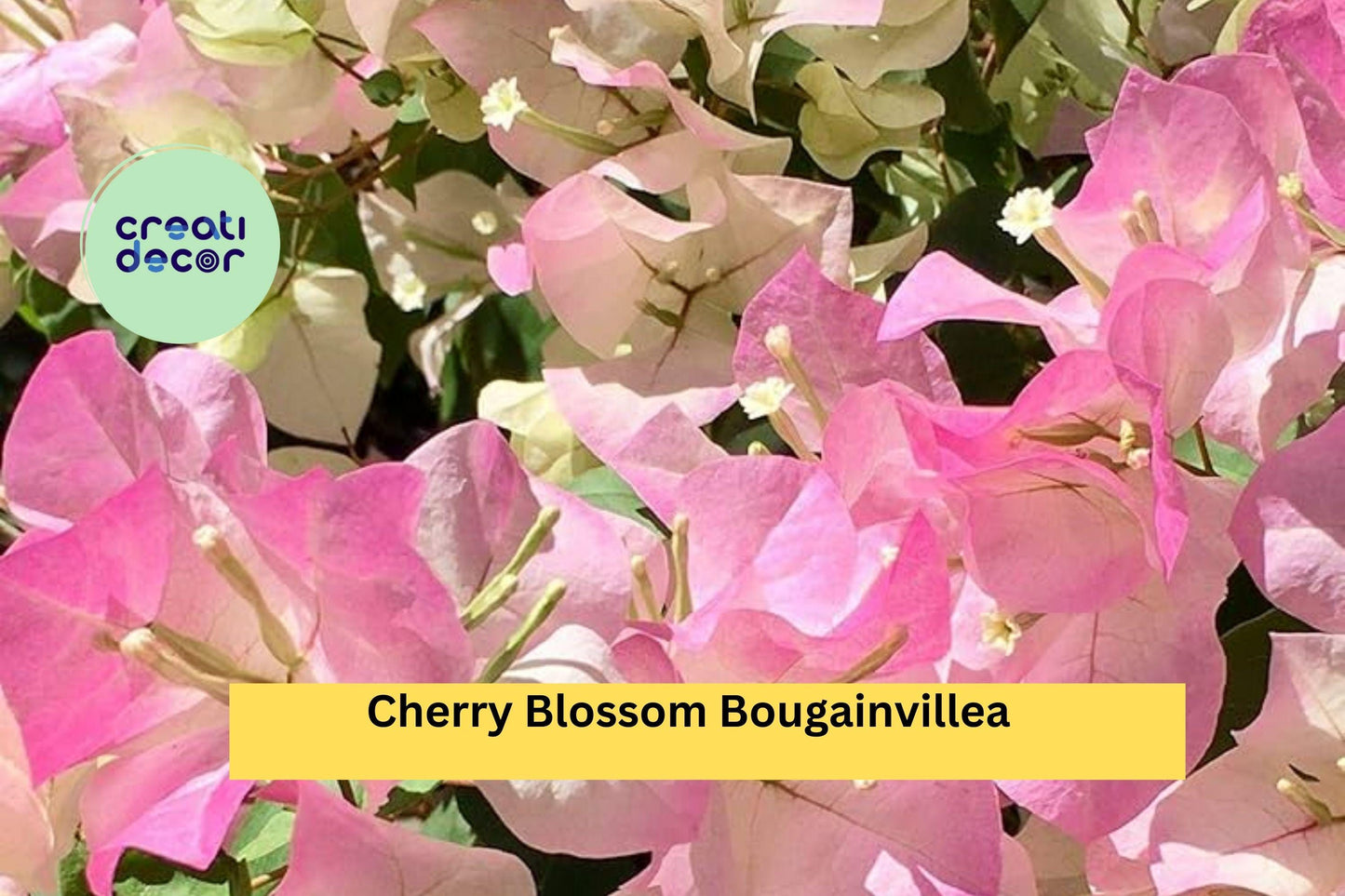 Cherry Blossom Bougainvillea – Small Rooted Starter Plug Plant, Live Tropical Flowering Vine for Patio, Garden, Trellis, or Hanging Basket