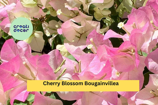 Cherry Blossom Bougainvillea – Small Rooted Starter Plug Plant, Live Tropical Flowering Vine for Patio, Garden, Trellis, or Hanging Basket