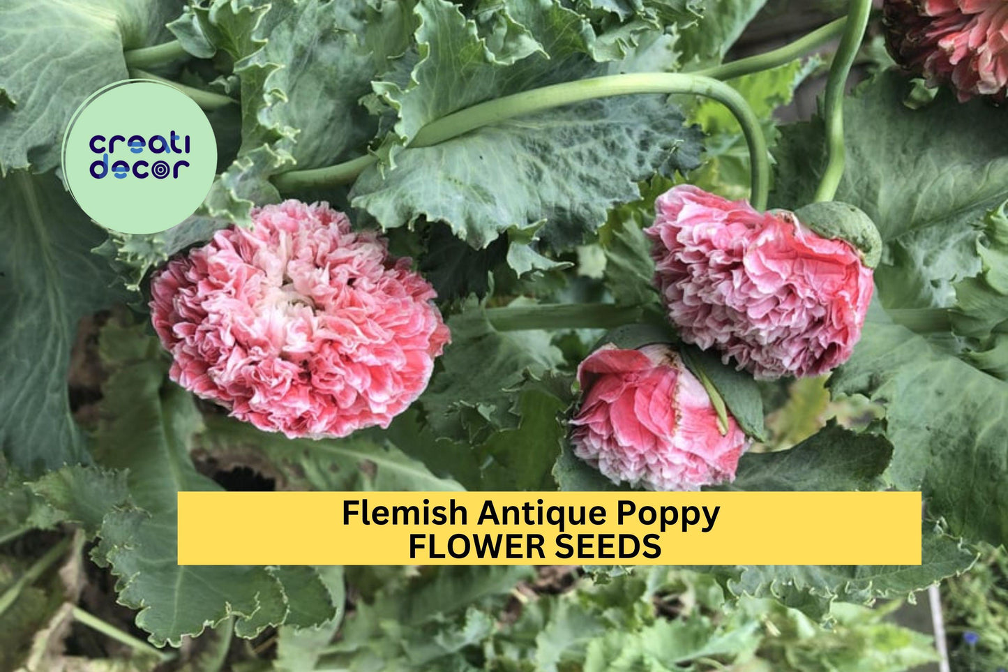 200+ Flemish Antique Poppy Seeds – Ruffled Cream & Crimson Blooms for Garden Planting, Unique Vintage-Style Flowers – USA
