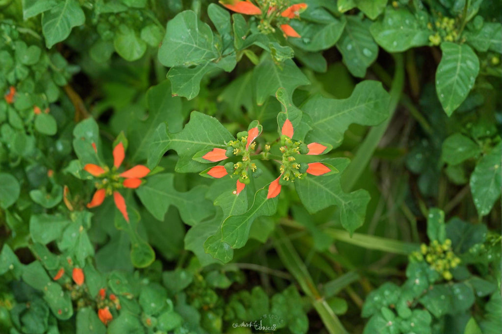 Euphorbia Cyathophora Fire on the Mountain Seeds – 10 Native Annual Wildflower Seeds | Red-Tipped Foliage | Pollinator-Friendly