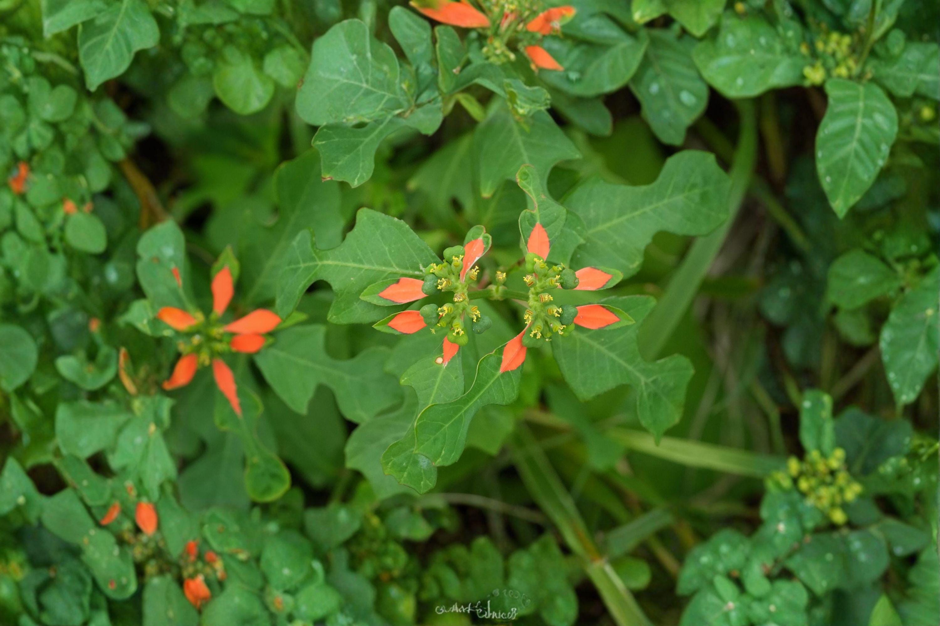 Euphorbia Cyathophora Fire on the Mountain Seeds – 10 Native Annual Wildflower Seeds | Red-Tipped Foliage | Pollinator-Friendly