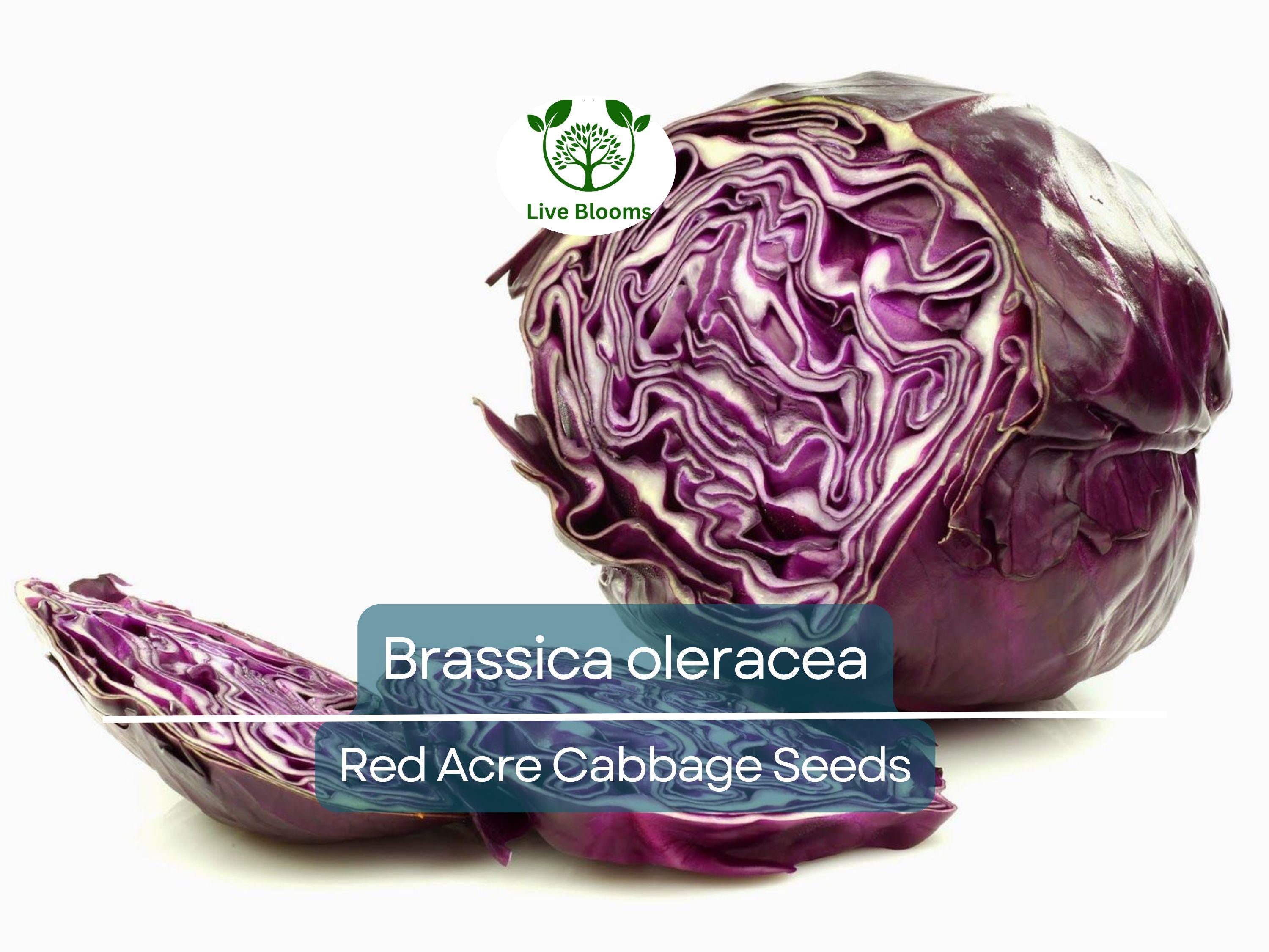250 Seeds Red Acre Cabbage - Brassica oleracea | Heirloom Cabbage for Planting, Gardening & Nutritious Fresh Harvest