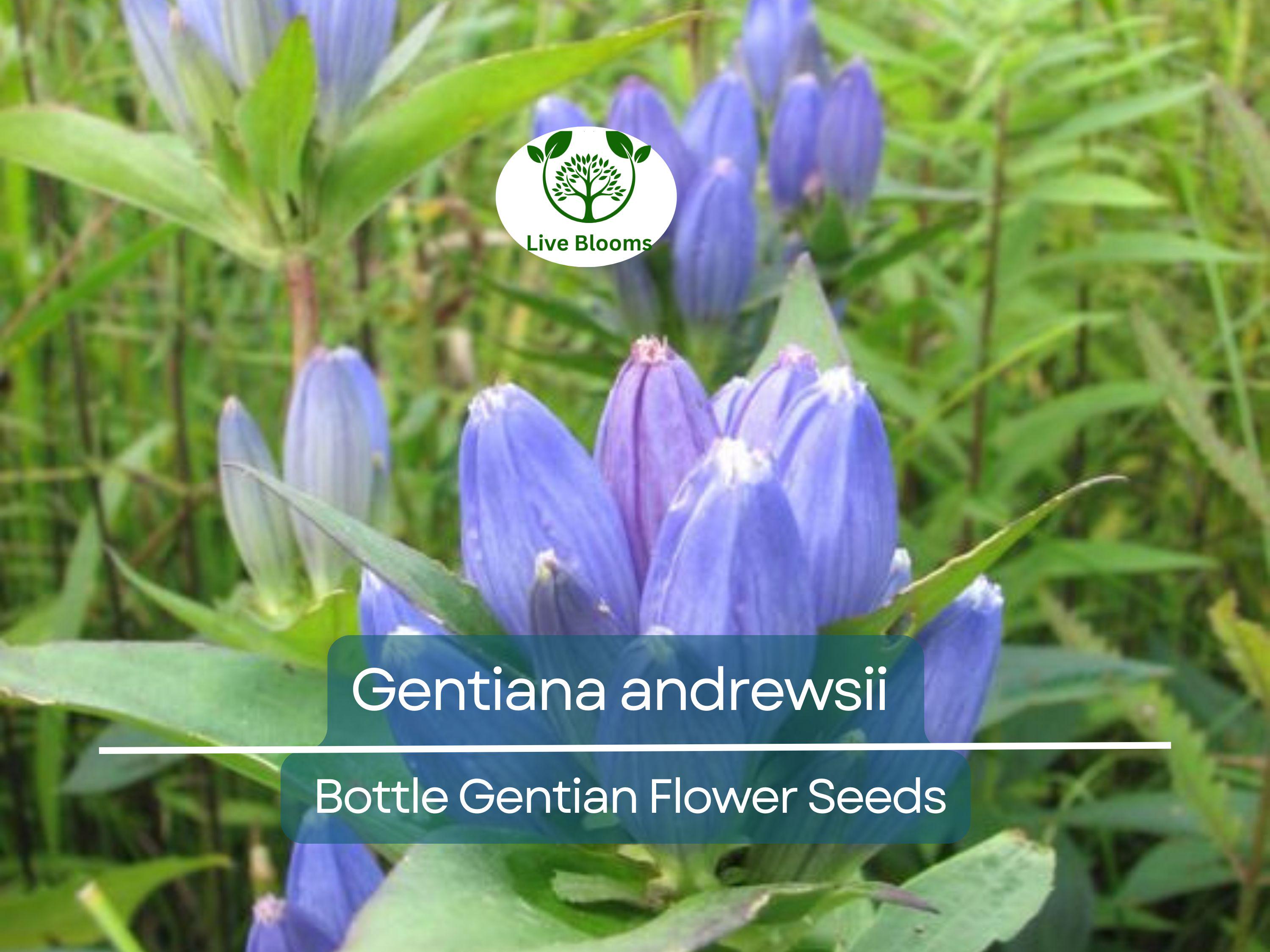 100 mg Seeds Gentiana andrewsii (Bottle Gentian) for Planting | Rare Native Wildflower for Shade Gardens & Pollinator Habitats