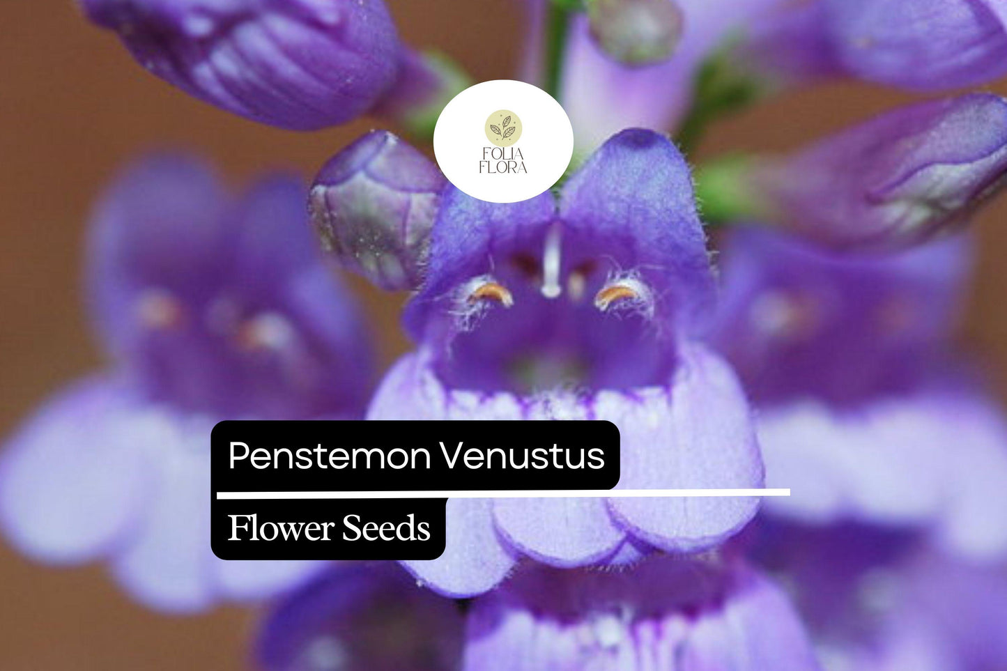 100mg Penstemon venustus - Venus Penstemon Seeds, Lavender Wildflower, Pollinator-Friendly Perennial