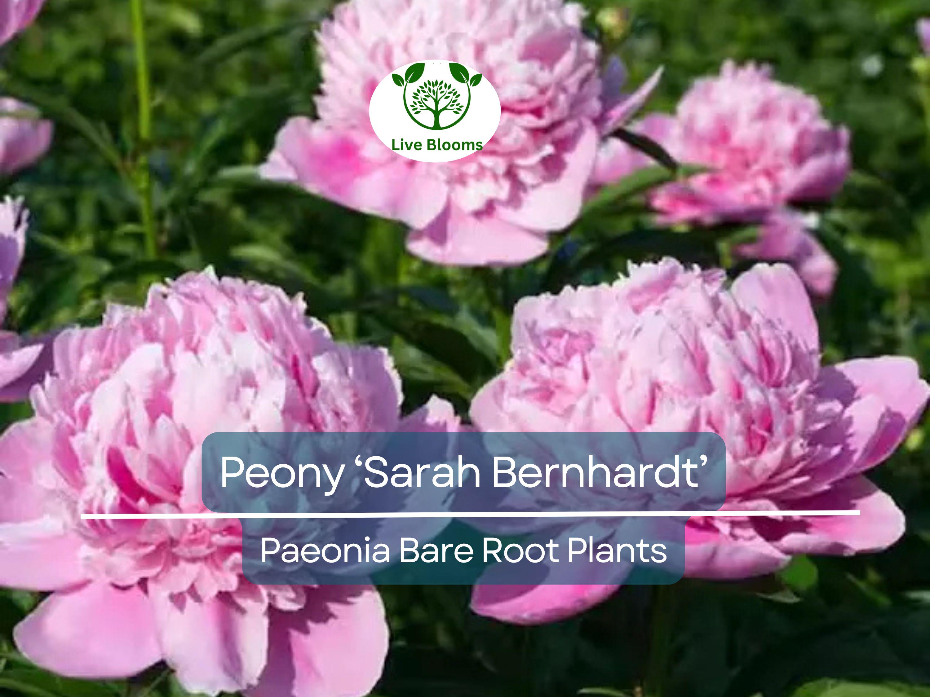 1 Peony ‘Sarah Bernhardt’ – Bare Root Live Plant – Pink Double Blooms – Classic Fragrant Perennial Flowering Bush