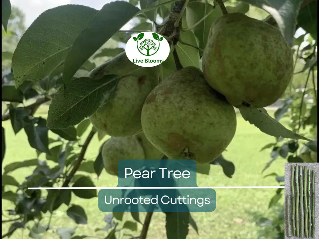 5 Organic Pear Tree Unrooted Cuttings, 10" Long Each, Perfect for Propagation, Fruit Tree, Grow Your Own Pears, Hardy and Easy to Grow