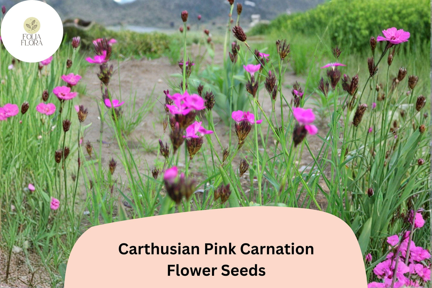 200+ Carthusian Pink Carnation Seeds | Dianthus carthusianorum | Bright Pink Blooms for Garden & Borders