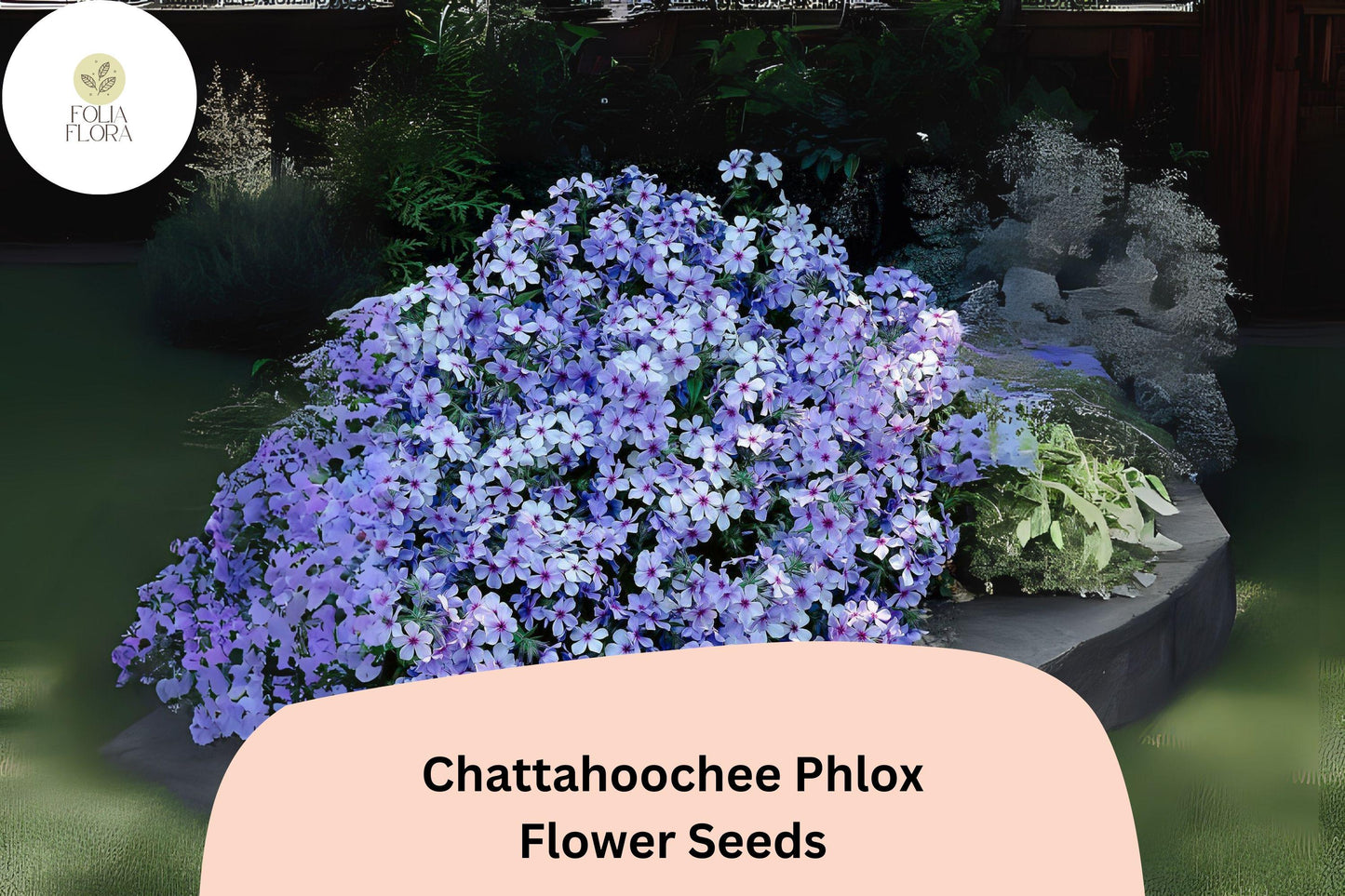 100+ Chattahoochee Phlox Seeds for Planting | Phlox drummondii Annual Flower Seeds | Lavender Blooms with Dark Eye for Gardens