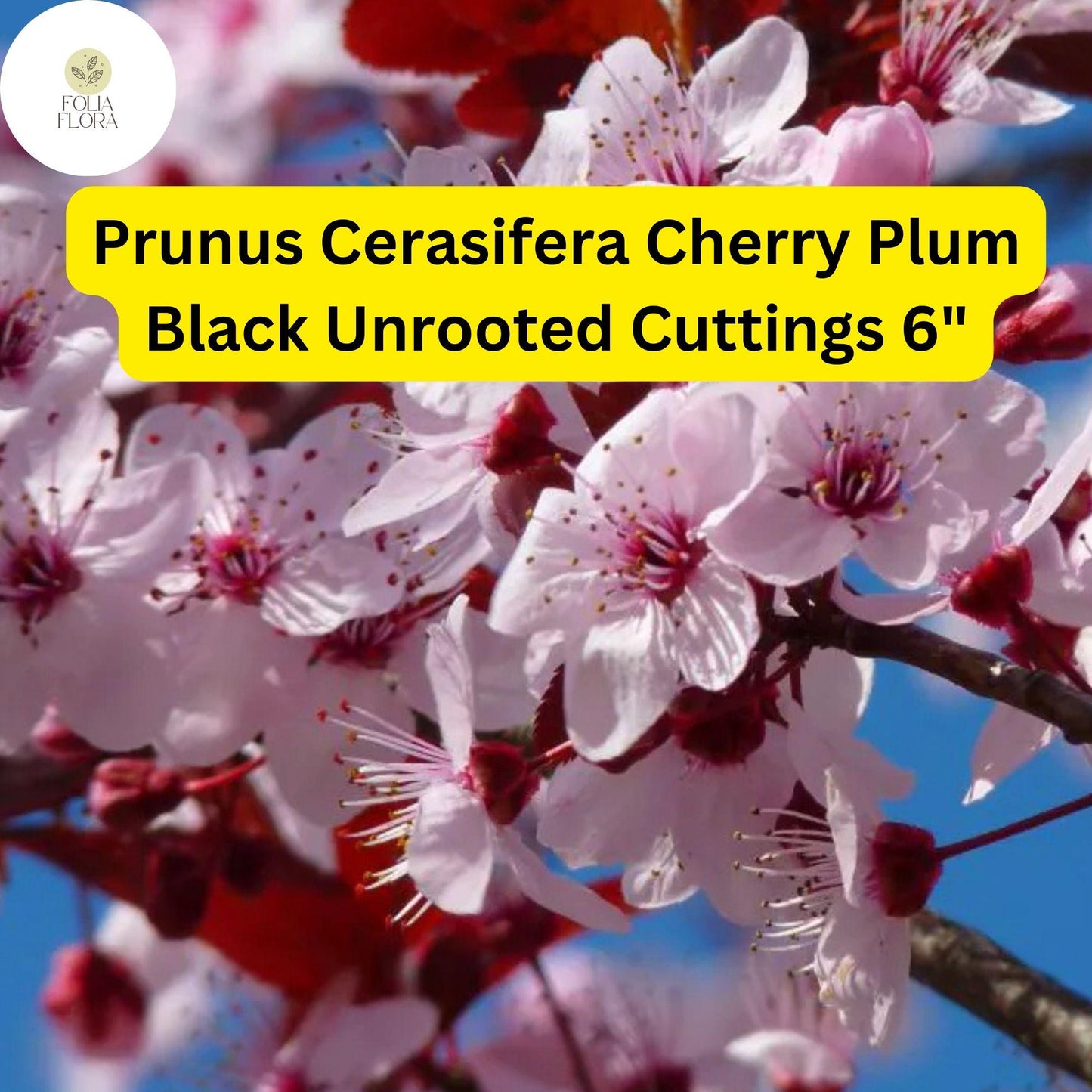 3 Unrooted Cuttings 6" Prunus Cerasifera 'Cherry Plum Black' | Live Fruit Tree Plant for Home Orchards & Landscaping