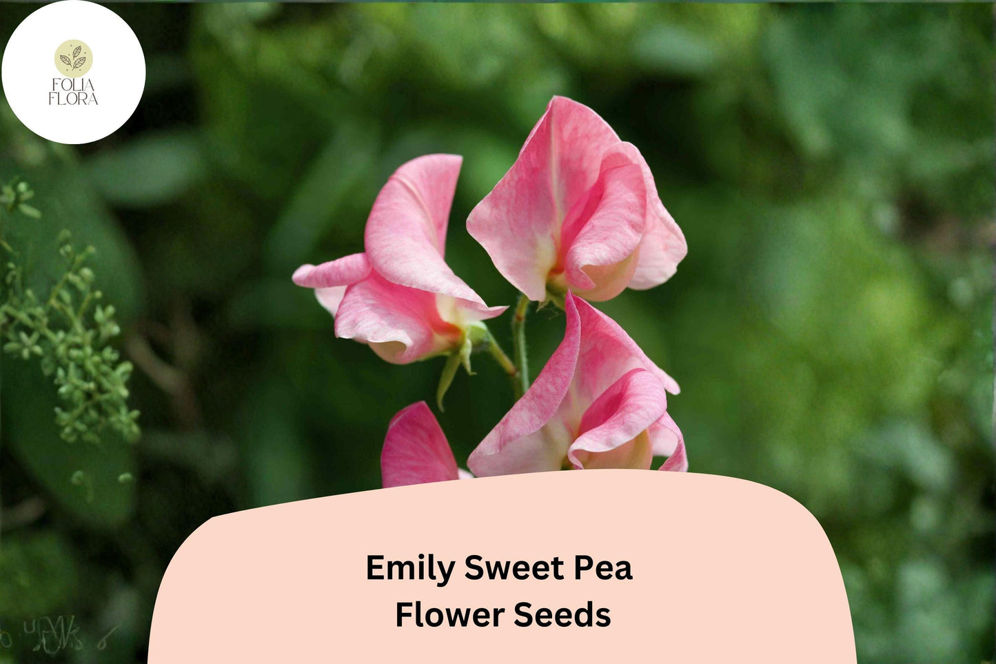 Emily Sweet Pea Seeds | Lathyrus odoratus Soft Pink Blooms Garden Planting (50+ Seeds)