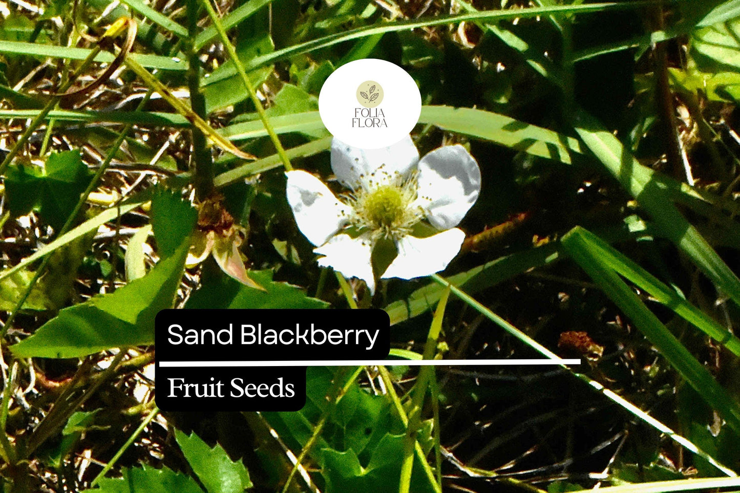 25 Sand Blackberry Seeds (Rubus cuneifolius) | Wild Native Bramble Bush for Edible Fruits | Rare Southeastern USA Blackberry