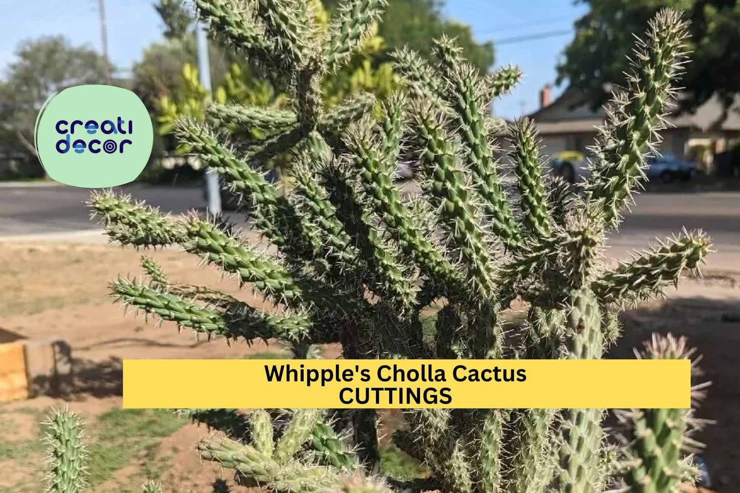 5 Whipple’s Cholla Cactus Cuttings | Cylindropuntia Whipplei Starter | Hardy Shrubby Cactus for Arid Gardens or Rock Landscaping