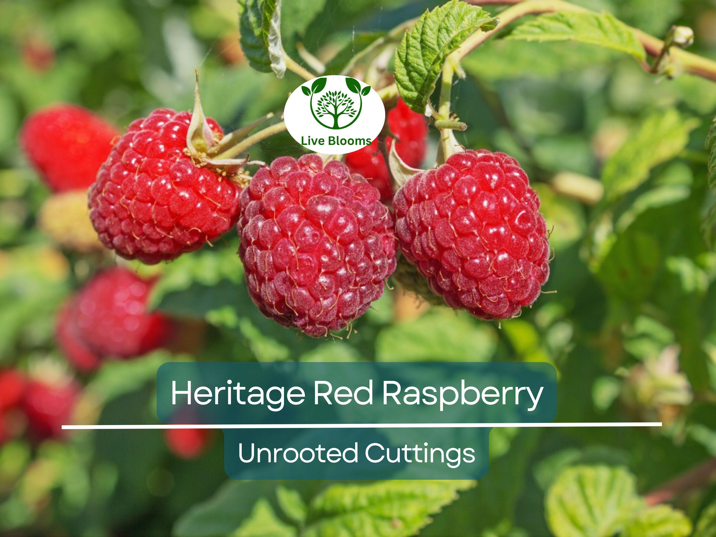 4 Red Raspberry Heritage Scion Cuttings - Rubus idaeus Unrooted 10-12” for Rooting or Grafting - High-Yield Berry Plants