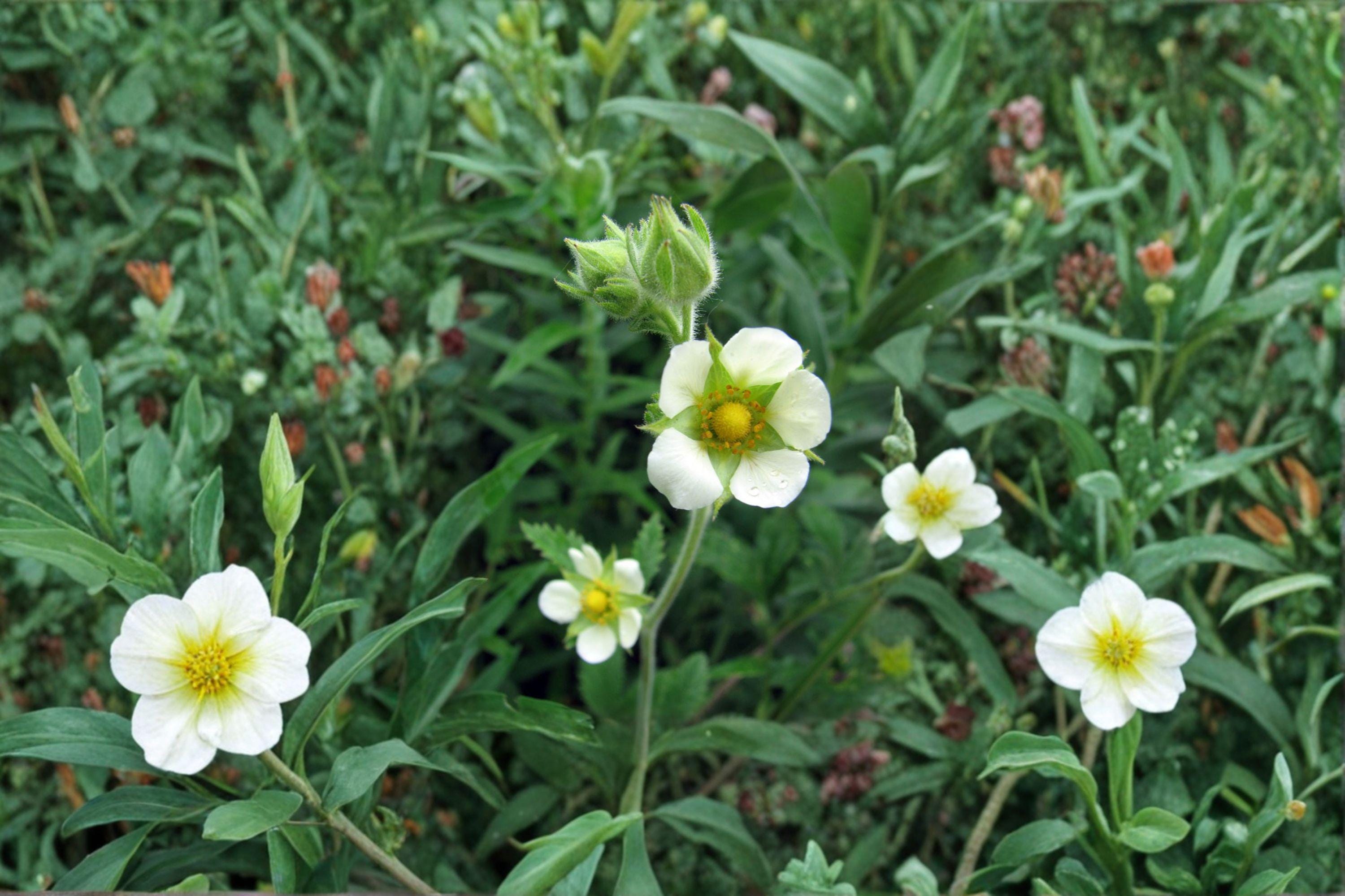 Prairie Cinquefoil – Potentilla arguta, Native Prairie Perennial | Hardy Wildflower (500 Seeds)