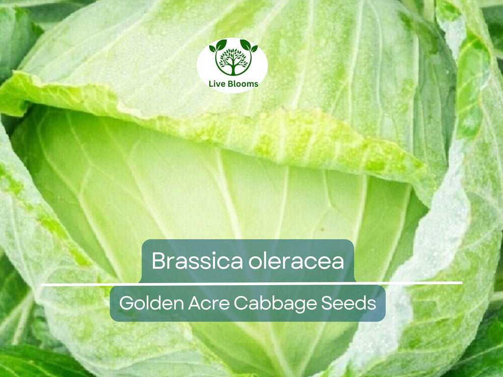250 Seeds Golden Acre Cabbage - Brassica oleracea | Heirloom Cabbage for Planting, Gardening & Delicious Fresh Harvest