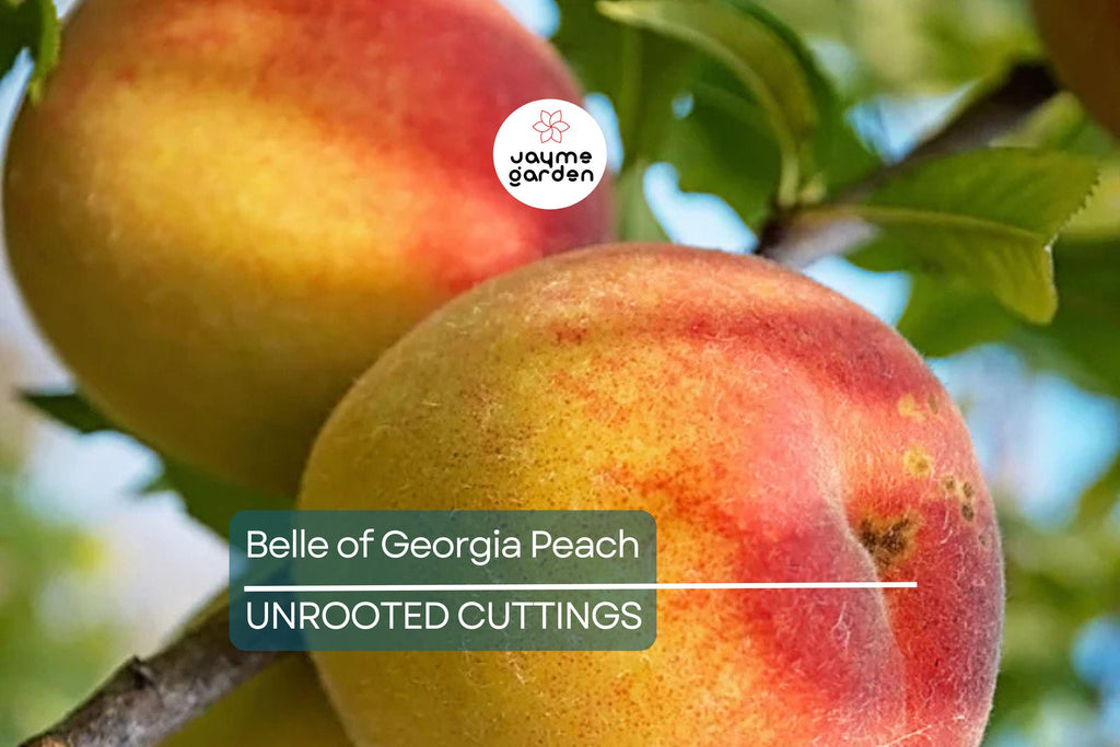 1 Fresh Unroot Cutting(s) of Belle of Georgia Peach | Prunus Persica | High-Yield Fruit Tree