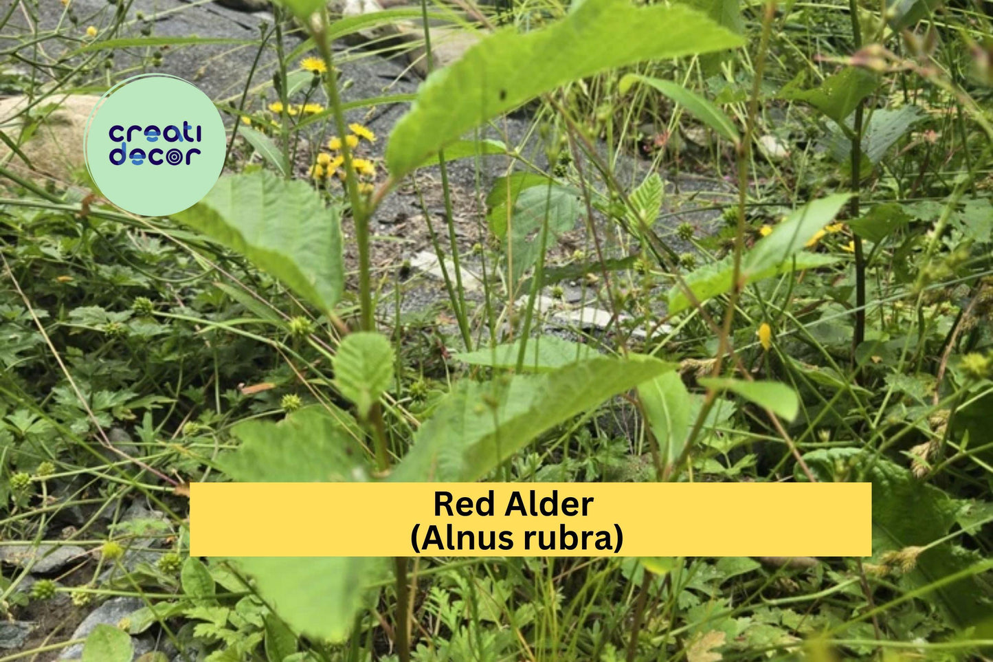 Red Alder Trees | Set of 3 Live Bare Root Seedlings 24–28" | Alnus rubra Native Oregon Alder for Reforestation & Landscaping