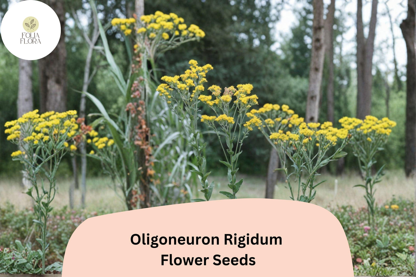 700 Oligoneuron rigidum Seeds | Stiff Goldenrod | Native Yellow Wildflower for Pollinator Gardens