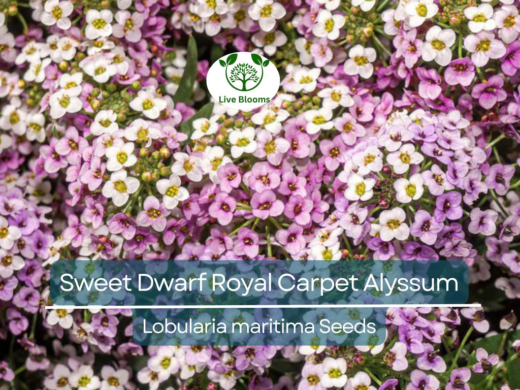 1000 Alyssum Seeds - Sweet Dwarf Royal Carpet | Lobularia maritima | Ground Cover, Non-GMO, Fragrant, Perennial, Purple Blooms