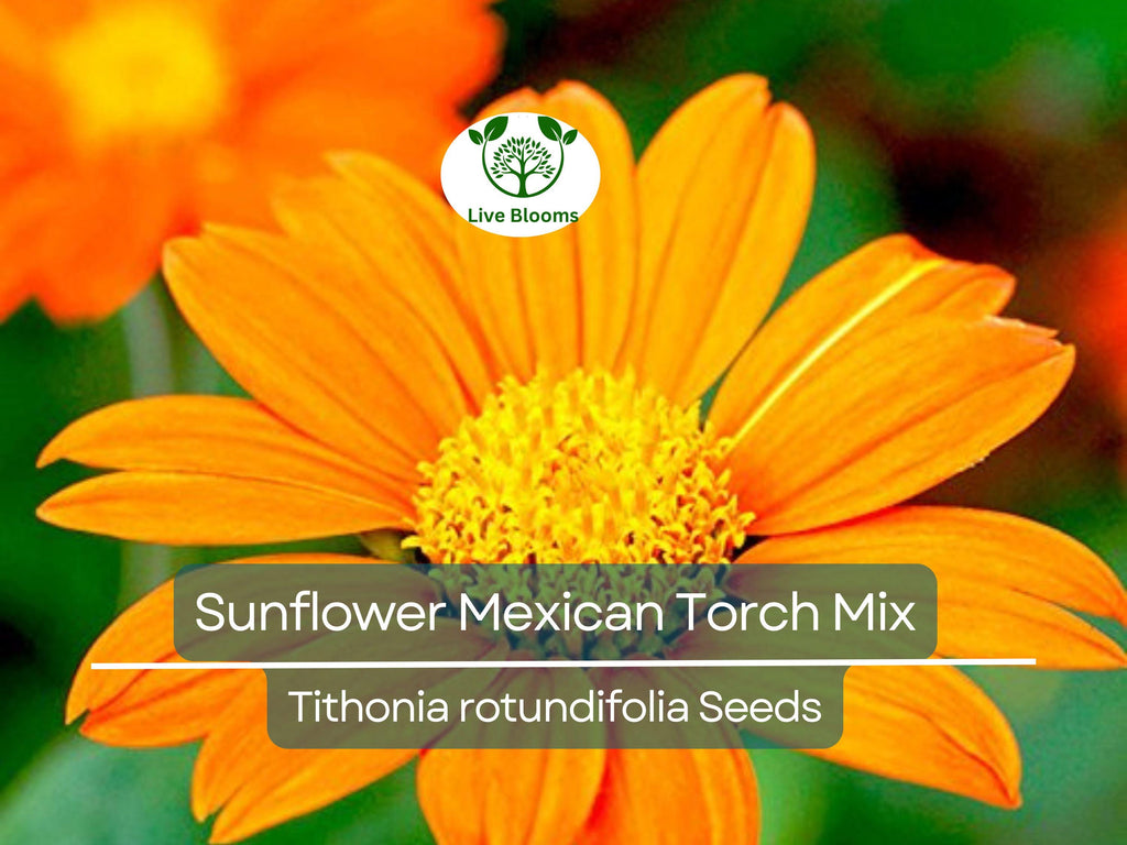 50 Seeds Sunflower Mexican Torch Mix, Non-GMO, Orange & Yellow Blooms, Pollinator Friendly, Bee Attracting, Beautiful Garden Flowers