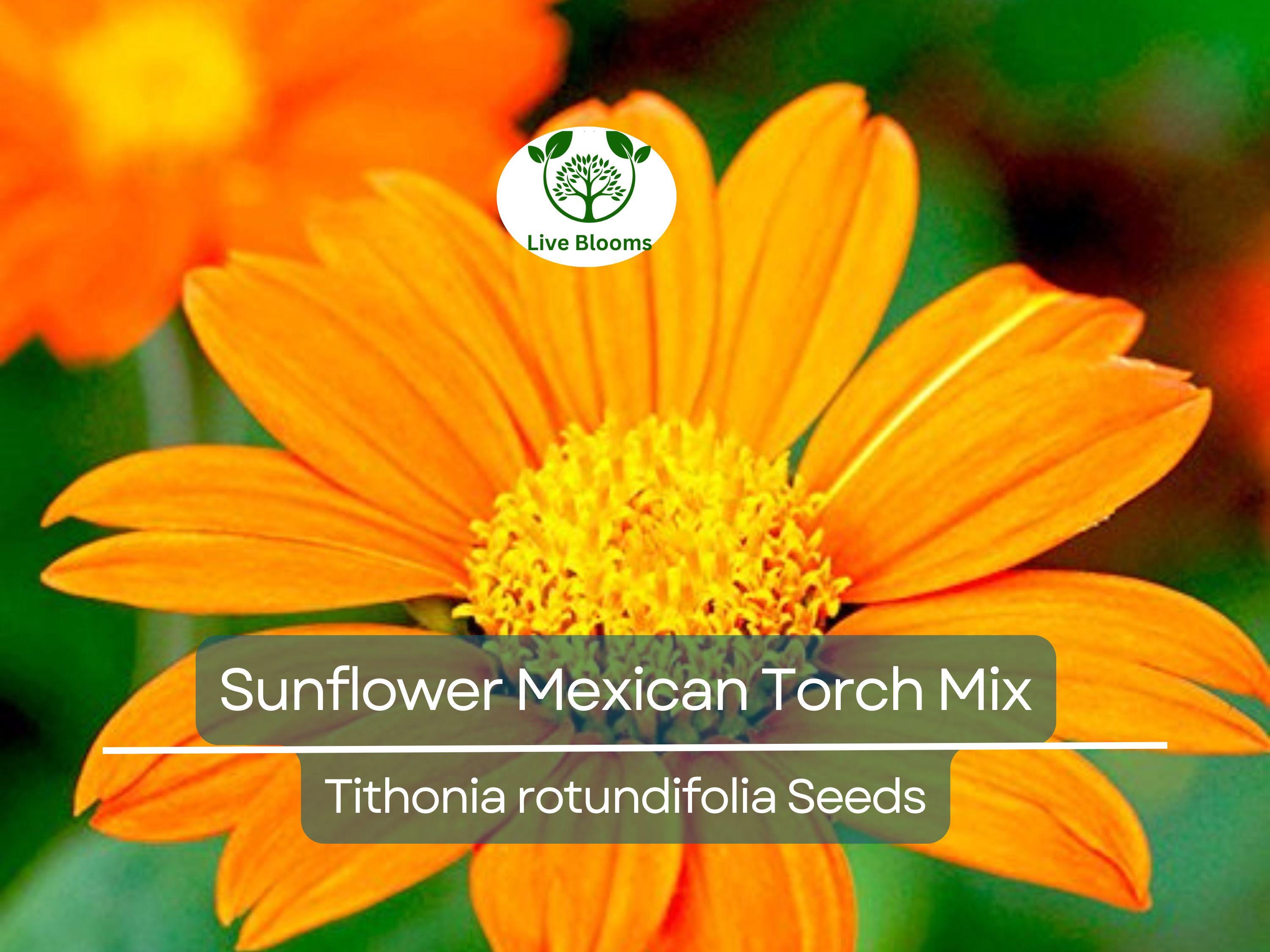 50 Seeds Sunflower Mexican Torch Mix, Non-GMO, Orange & Yellow Blooms, Pollinator Friendly, Bee Attracting, Beautiful Garden Flowers