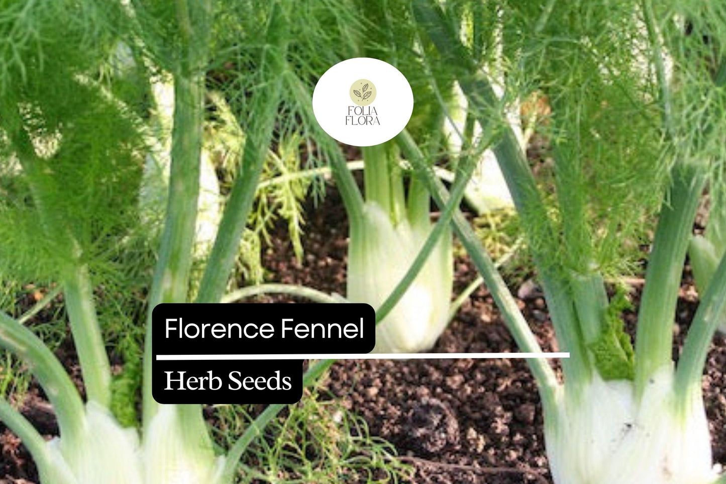 300 Seeds Florence Fennel (Foeniculum vulgare var. azoricum) - Sweet Bulb & Aromatic Herb for Culinary Use