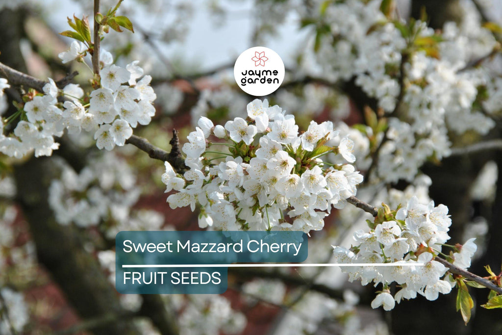 5 Sweet Mazzard Cherry Tree Seeds (Prunus avium) – Edible Hardy Fruit Tree, Fast-Growing