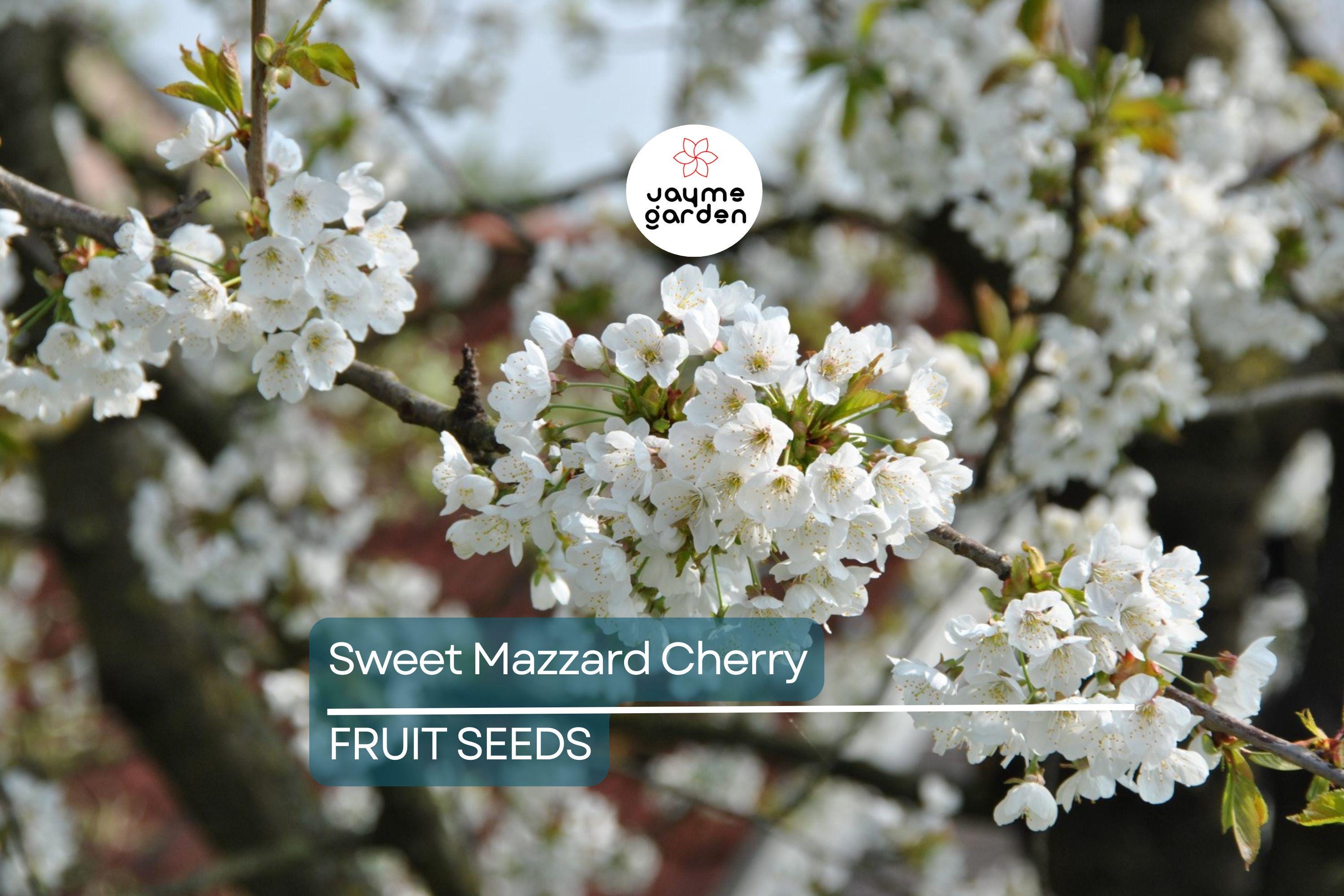 5 Sweet Mazzard Cherry Tree Seeds (Prunus avium) – Edible Hardy Fruit Tree, Fast-Growing