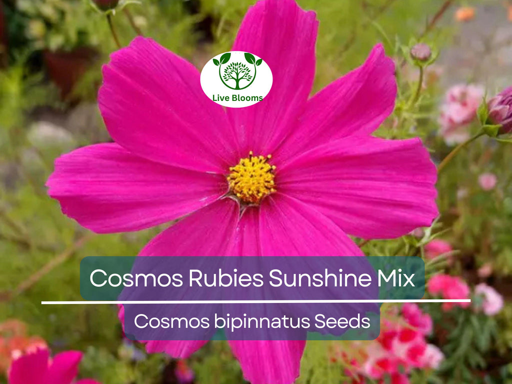 100 Seeds Cosmos Rubies Sunshine Mix, Red, Pale Yellow, Pink Flowers, Pollinators, Butterflies, Non-GMO, Wildflower, Perennial, Garden Plant
