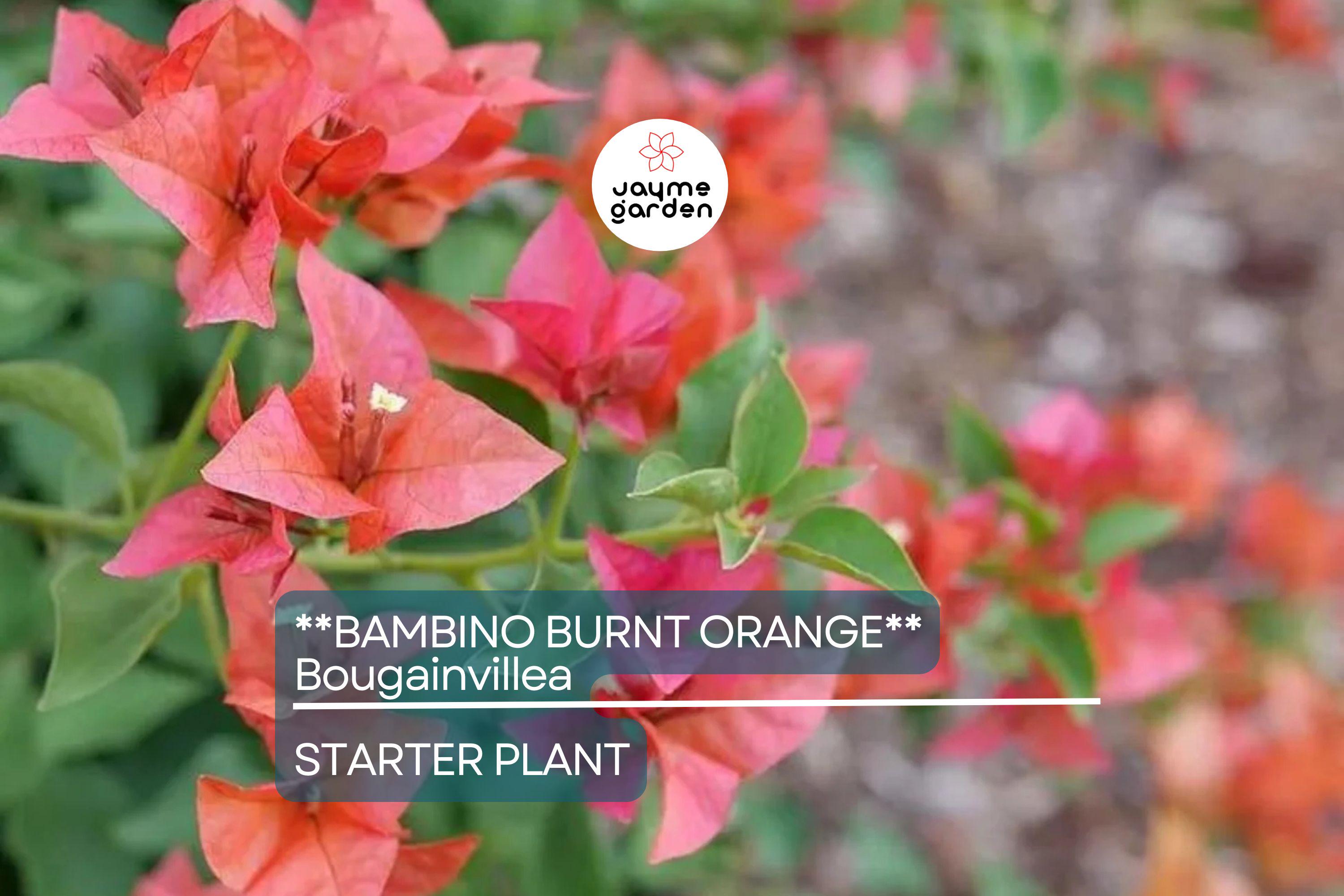 Bambino Burnt Orange Bougainvillea | Live Starter Plant | Well-Rooted Plug | Small, Tropical Beauty | Perfect for Indoor & Outdoor