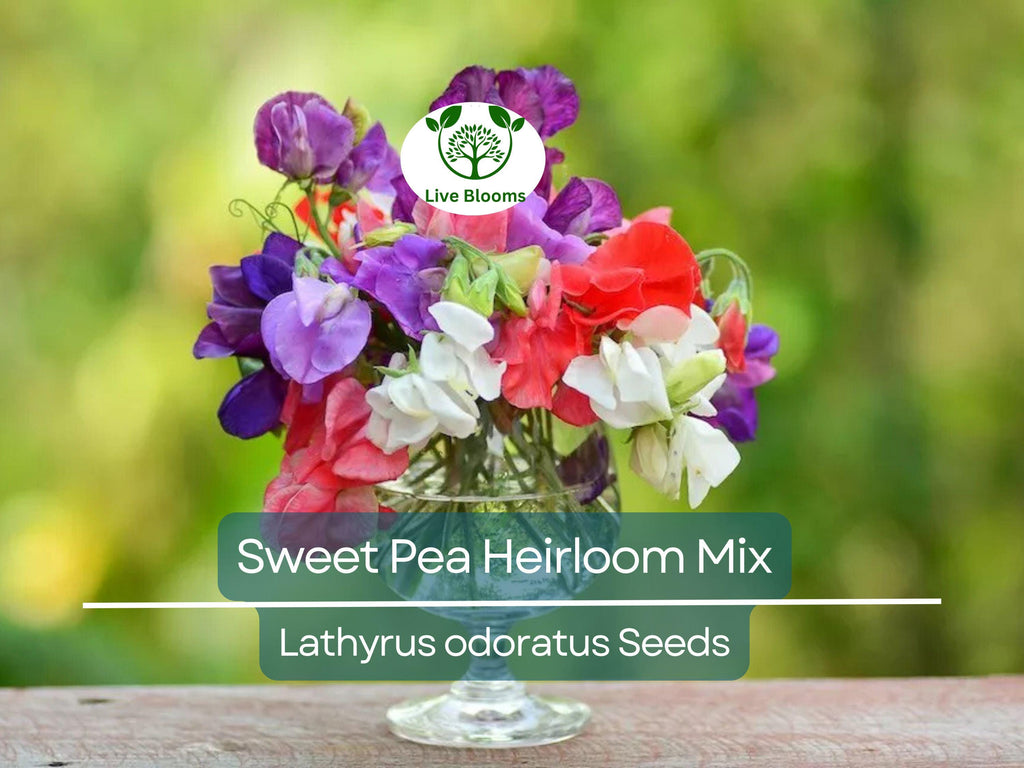 50 Seeds Sweet Pea Heirloom Flower Mix, Lathyrus Fragrant Climbing Vine, Non-GMO, Aromatic Garden Flowers, Easy to Grow