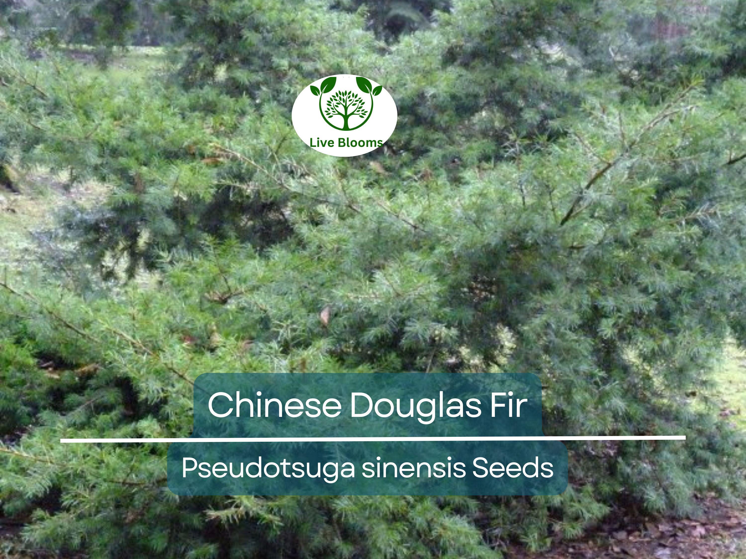 20 Chinese Douglas Fir Tree Seeds (Pseudotsuga sinensis) | Evergreen Conifer, Hardy, Fast-Growing, Ideal for Landscaping & Forest Gardens