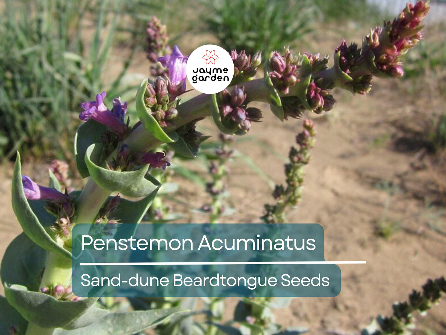 50 Seeds Penstemon Acuminatus | Sand-dune Beardtongue for Planting | Native Perennial Wildflower | Drought Tolerant | Pollinator Friendly