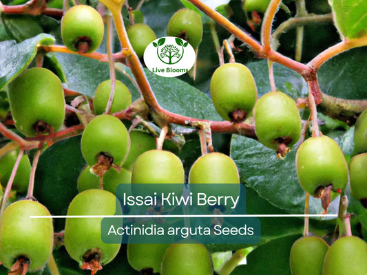30 Issai Kiwi Berry Seeds | Arctic Grape, Kiwiberry | Fast-Growing Edible Fruit Vine | Hardy Kiwi | Actinidia arguta | Rare Fruit Seeds