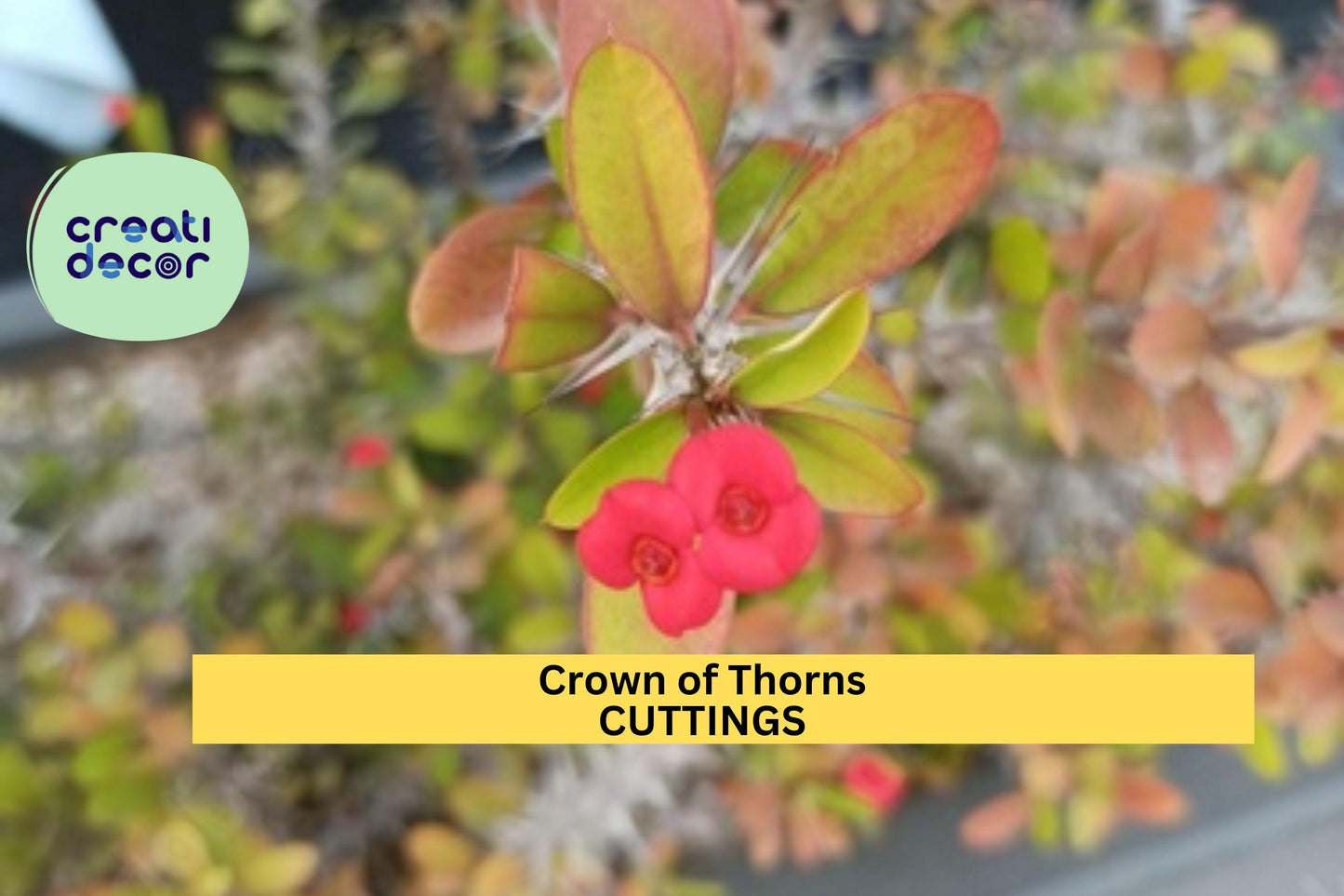 Thai Hybrid Crown of Thorns | Euphorbia milii Micro Mini | 1 Rooted Cutting | Rare Small Bloom Variety | Indoor Succulent